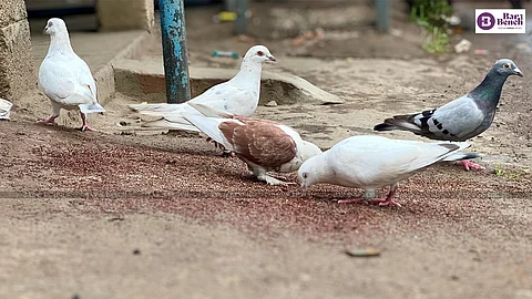 pigeon