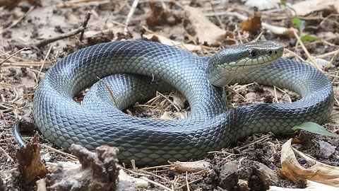 Snake