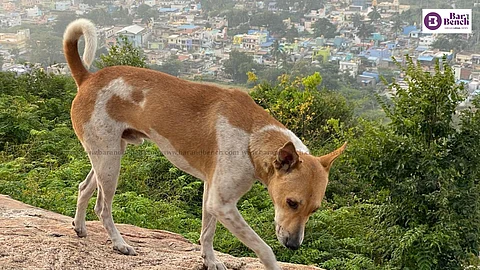 Stray Dog