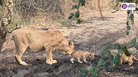 Gir National park