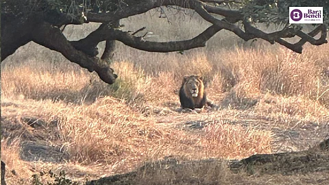 Gir National Park