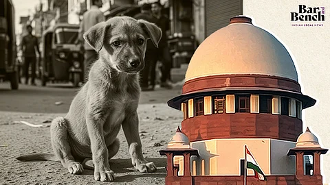 Supreme Court, Stray Dog