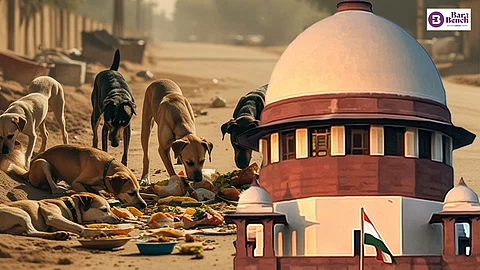 Supreme Court, Stray Dogs