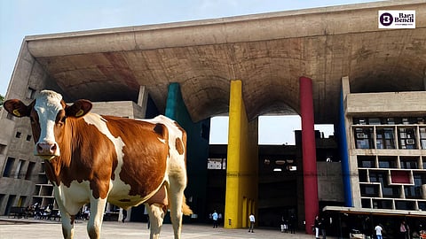 Punjab and Haryana High Court and Cow