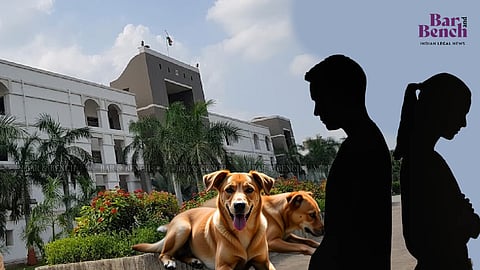 Gujarat High Court, Couple and Stray dogs