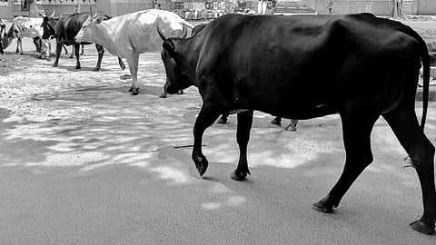 Another 9-judge Bench? Indira Jaising seeks reconsideration of Mirzapur Moti judgment