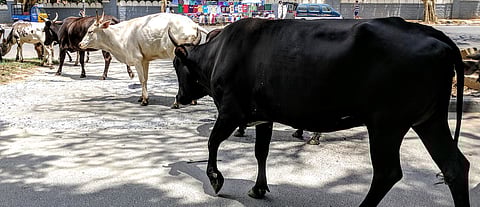 Use of "Gomatha" for beef preparation in cookery show likely to hurt religious feelings: Kerala HC passes strictures against Rehana Fathima