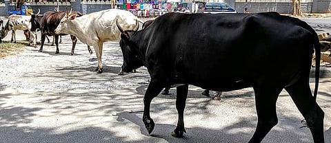 Cattle slaughter