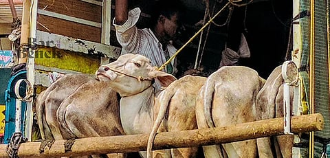 Cattle transportation