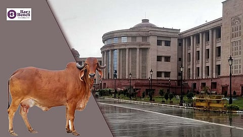 Cow and Lucknow bench of Allahabad High Court