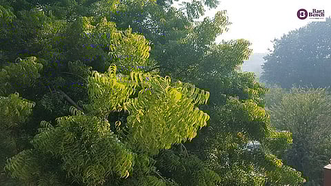 Trees
