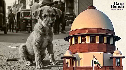 Supreme Court, Stray Dog