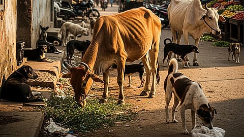 Stray dogs and Cows