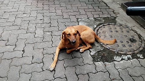Dog meat, Gauhati High Court