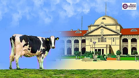 Allahabad HC, Cow