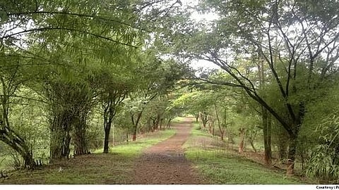forest cover