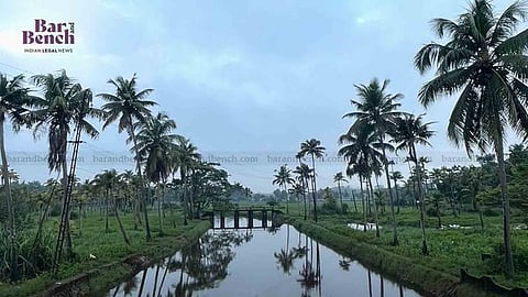 Coconut Tree
