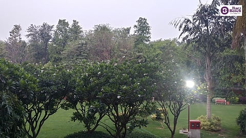 Trees Image for representative purpose