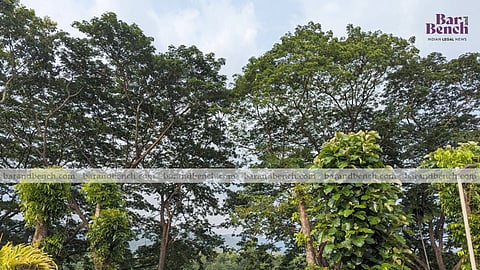 Trees