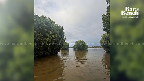 Mangrove Forest
