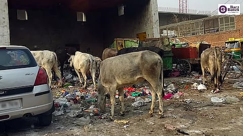 Garbage, cows