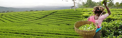 গোল্ডেন নিডল টি নিলাম করে প্ৰতিকেজি থেকে ৪০ হাজার টাকা আয়ের রেকর্ড জিটিএসি-র