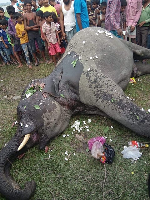 বাকসার গ্ৰাম থেকে মৃত হাতি উদ্ধার