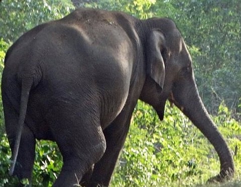 লখিমপুরে বুনো হাতির আক্ৰমণে নিহত ১