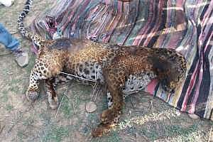 যোরহাটে উত্তেজিত জনতার হাতে হত চিতা,আহত ৩