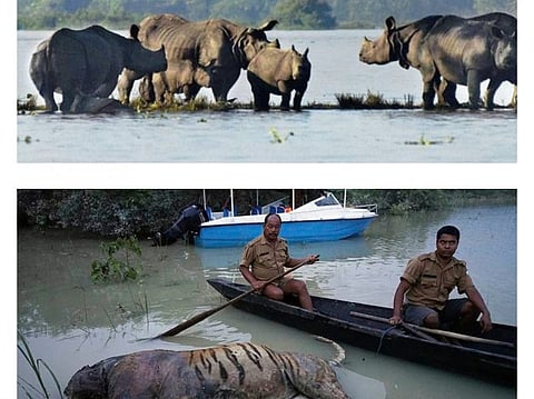 ফের বন্যার কবলে কাজিরঙা, ২২৫টি জীবজন্তুর মৃত্যু