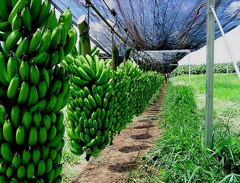 কলা চাষ করে আশার আলো দেখছে বাকসার কিছু যুবক