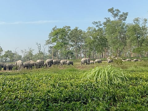 গোলাঘাটে ভয়াবহ রূপ নিয়েছে হাতি-মানুষের সংঘাত