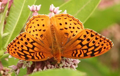 অরুণাচলে ১৮০ প্ৰজাতির প্ৰজাপতি রয়েছে