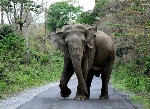 ওদালগুড়িতে হাতির হামলায় নিহত ১
