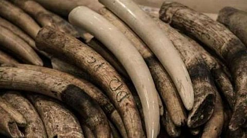 শিলিগুড়ি থেকে অসমের হাতির দাঁত উদ্ধার করল ডিআরআই