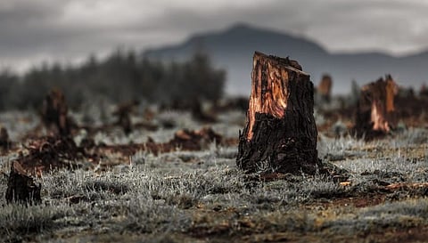 গোলাঘাটে ঢালাও হারে বন ও নদী সম্পদ ধ্বংসের অভিযোগ