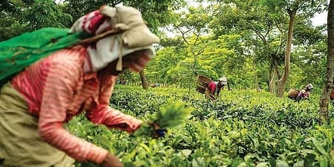 বাগানে চোলাইয়ের বিরুদ্ধে জোর সচেনতনা অভিযান চালানোর আর্জি এসিএমএস-এর