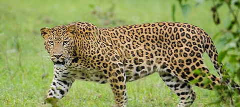 লেঙেরিজান চা বাগানে খাঁচাবন্দি চিতা