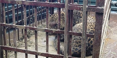 যোরহাটে খাঁচাবন্দি চিতা