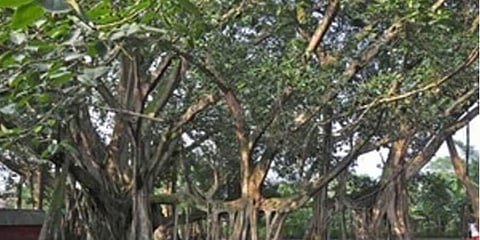 বন্যার কবলে বজালির ২০৭ বছরের পুরনো বটবৃক্ষ