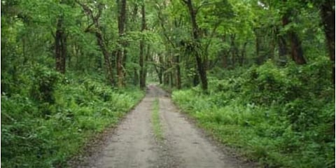 নামবর অভয়ারণ্যে নির্মাণ কাজ বন্যপ্ৰাণীর ক্ষেত্ৰে হুমকি হয়ে দাঁড়িয়েছে