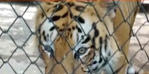 ব্যাঘ্ৰ শাবকের নাম হিমা রেখে স্বর্ণ কন্যা হিমা দাসকে সম্মানিত করলো বেঙ্গালুরু বায়োলজিক্যাল পার্ক