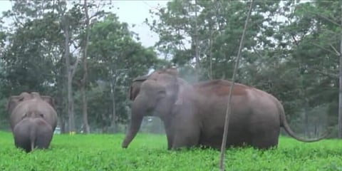 নুমলিগড়ে বুনো হাতির তাণ্ডব,আতঙ্কিত গ্ৰামবাসী