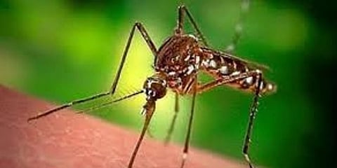 জাপানি এনকেফেলাইটিসের ক্ষেত্ৰে অত্যন্ত স্পর্শকাতর রাজ্যের রূপ নিয়েছে অসম