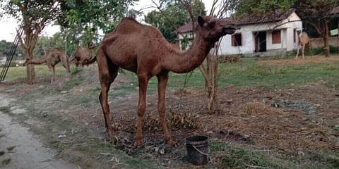 কসাইয়ের হাত থেকে বাঁচলেও ধুলা থানায় উটের মৃত্যু