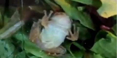 লেটুসের প্যাকে জ্যান্ত ব্যাঙের দেখা পেয়ে বিস্মিত মহিলা