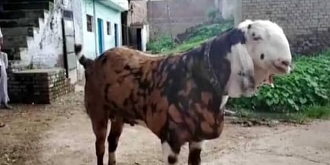 ইদ উপলক্ষে ৮ লক্ষ টাকায় বিকলো ২১১ কেজি ওজনের ছাগল