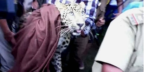 নাহরকটিয়ায় খাঁচাবন্দি প্ৰকাণ্ড চিতা,ডিব্ৰুগড়েও বাঘের আতঙ্ক