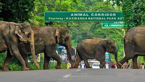কাজিরঙায় বিশাল উড়াল সেতুর প্ৰস্তাব,চলছে ডিপিআর প্ৰস্তুতি