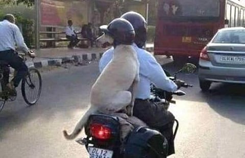 নতুন যানবাহন আইন,কুকুরের মাথায়ও হেলমেট